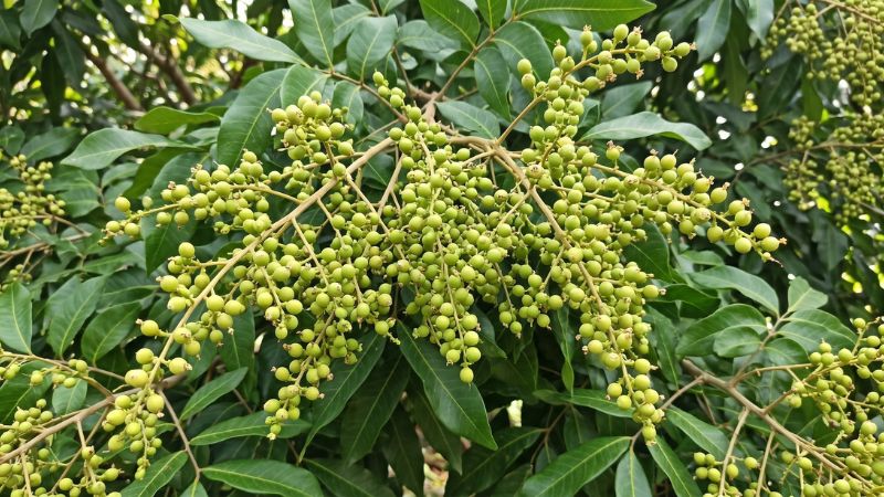 Chùm hoa nhãn Ido đang bung nở và những chùm trái non vừa đậu