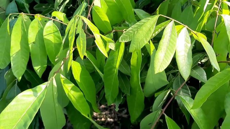 Cơi đọt nhãn Ido xanh mướt, sung mãn