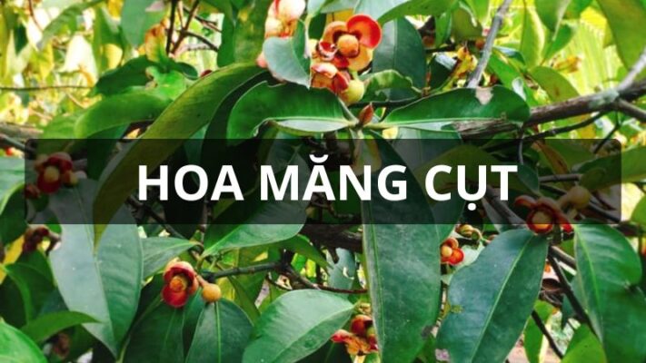 Hoa măng cụt