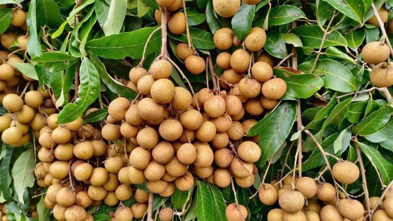 Nhãn Ido cho trái chín ngọt