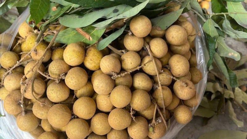 Nhãn Ido có lớp vỏ mỏng