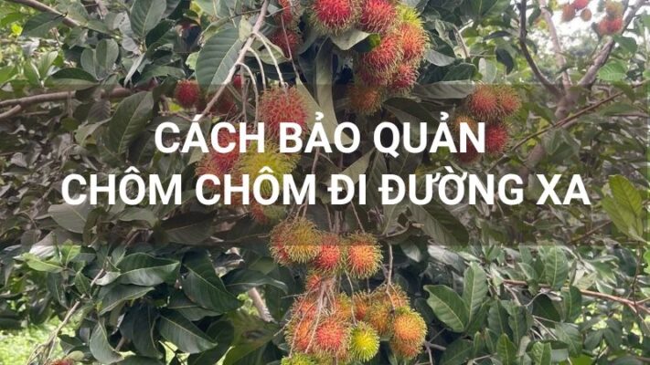Cách bảo quản chôm chôm đi đường xa