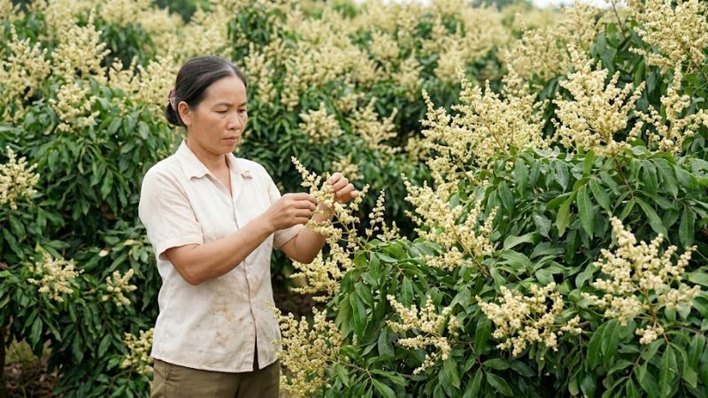 Cận cảnh cây nhãn ido ra hoa