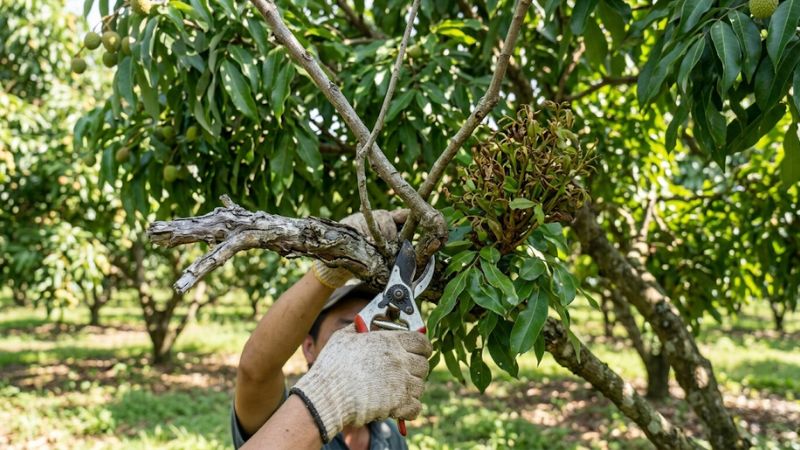 Cắt bỏ cành già cỏi, cành đâm ngược vào trong, chổi rồng