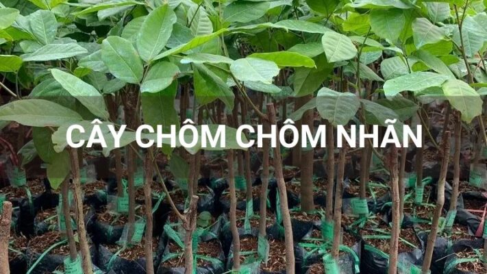 Cây chôm chôm nhãn