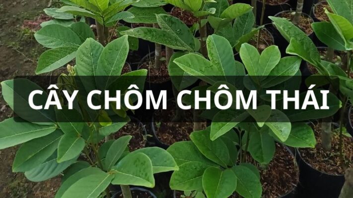 Cây chôm chôm thái