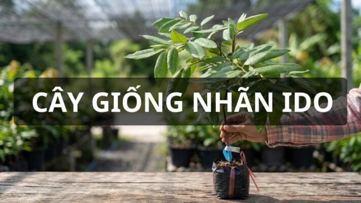 Cây giống nhãn ido