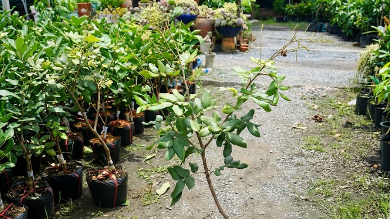 Cây giống nhãn Ido cao lớn
