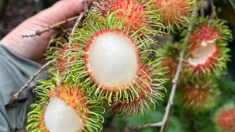 Chôm chôm thái ở Đắk Lắk