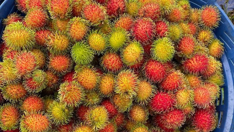 Bí quyết chọn quả ngon làm chôm chôm ngâm đường