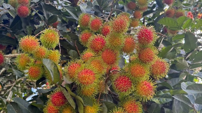Chùm chôm chôm thái chín đỏ rực trên cây