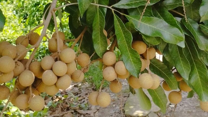 Chùm nhãn Ido chất lượng