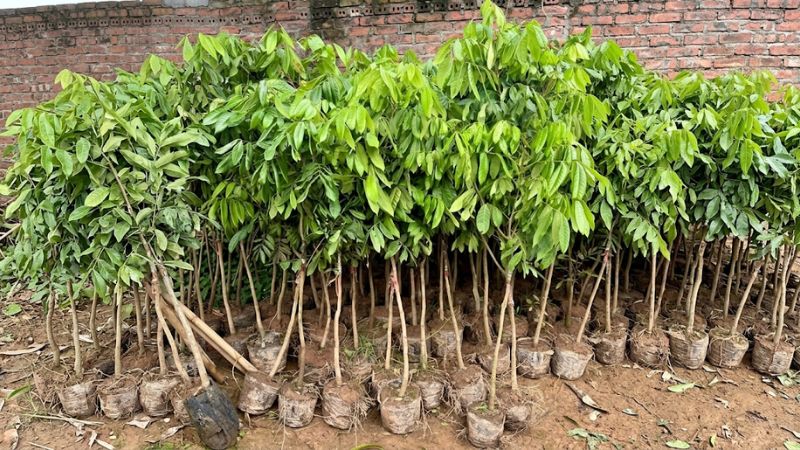 Đơn vị bán giống nhãn Ido
