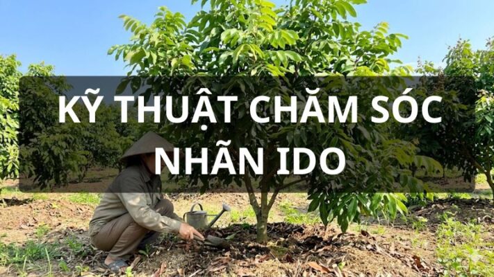 Kỹ thuật chăm sóc nhãn ido