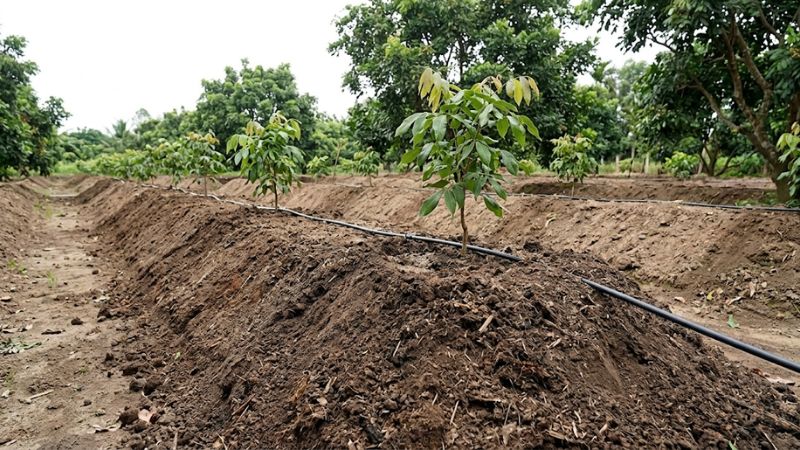 Mô đất trồng nhãn Ido được đắp cao ráo