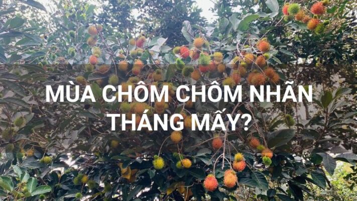 Mùa chôm chôm nhãn tháng mấy