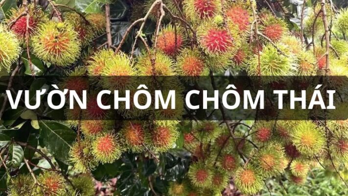 Vườn chôm chôm thái