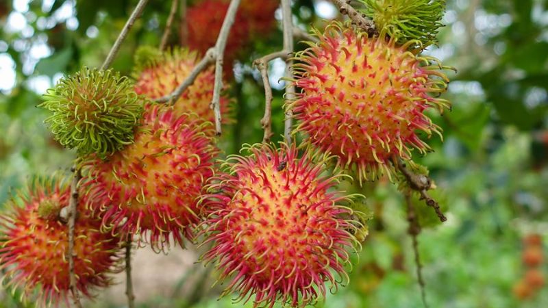 Vườn chôm chôm thái ở Vĩnh Long