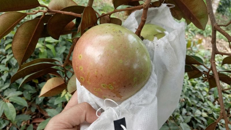 Bọc trái vú sữa bơ hồng bằng túi lưới chuyên dụng ngay trên cây