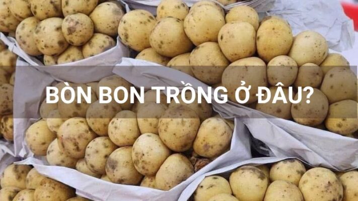 Bòn bon trồng ở đâu