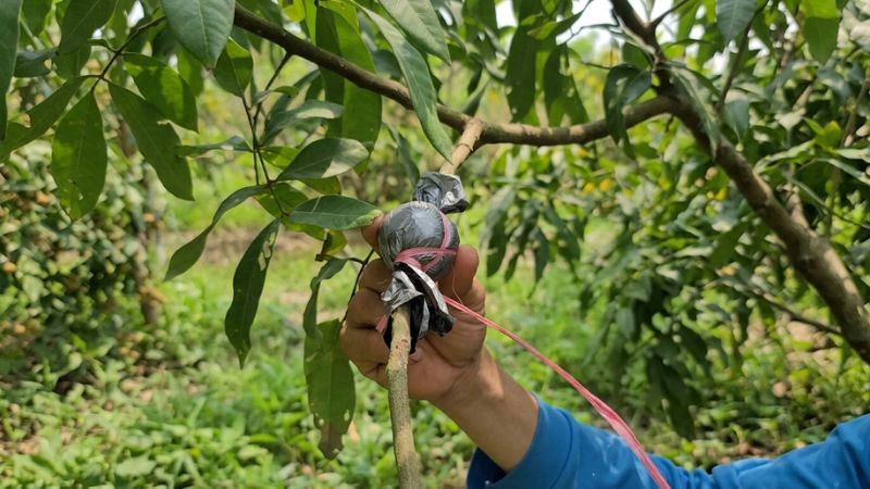 Cách chiết nhãn xuồng vàng