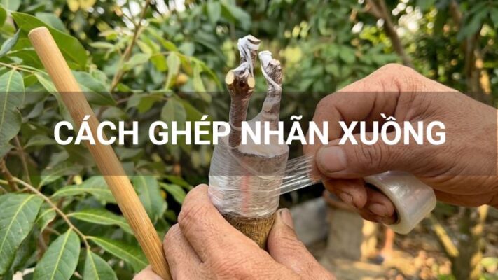 Cách ghép nhãn xuồng