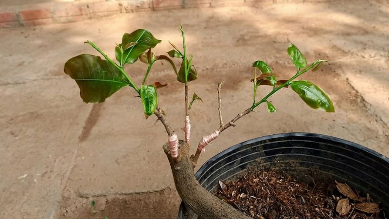 Cách ghép cây nhãn xuồng cơm vàng