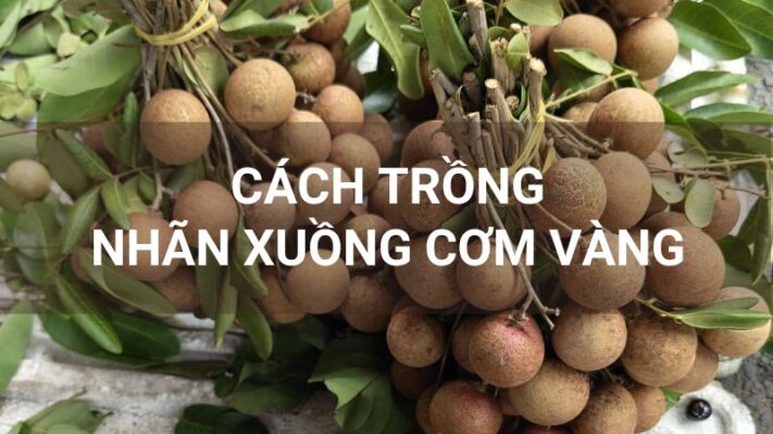 Cách trồng nhãn xuồng cơm vàng
