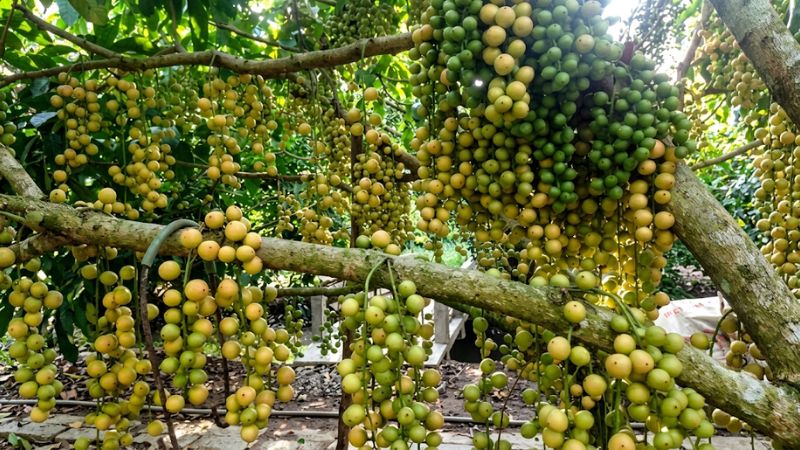 Cận cảnh bòn bon chín vàng nhạt ươm nắng