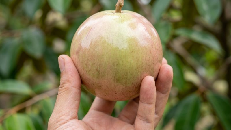 Cận cảnh đang nâng quả vú sữa bơ hồng để kiểm tra chất lượng quả