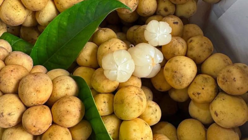 Cận cảnh một chùm quả bòn bon chín màu vàng rơm