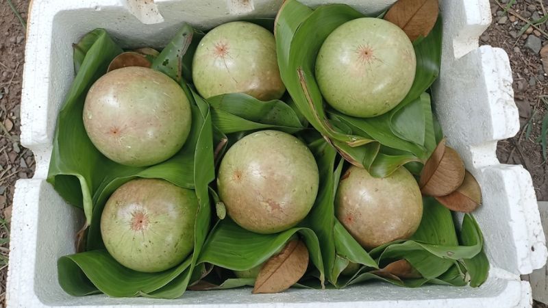 Cận cảnh trái vú sữa bơ hồng chín mọng