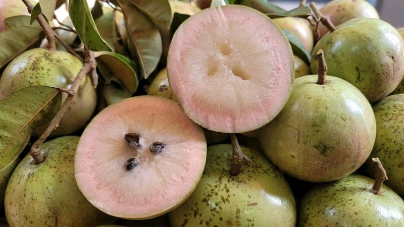 Cận cảnh trái vú sữa bơ hồng khi chín với lớp vỏ căng bóng