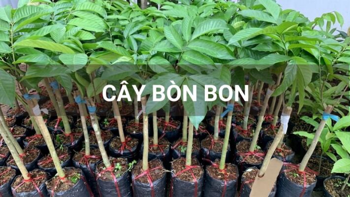 Cây bòn bon