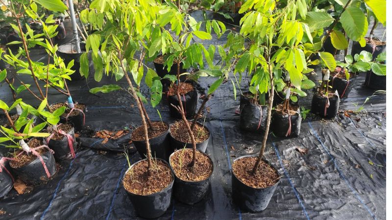Cây giống nhãn xuồng cơm vàng khoẻ mạnh