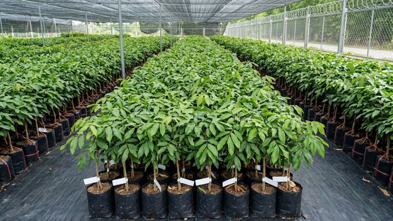 Cây giống nhãn xuồng tươi tốt trong trại giống