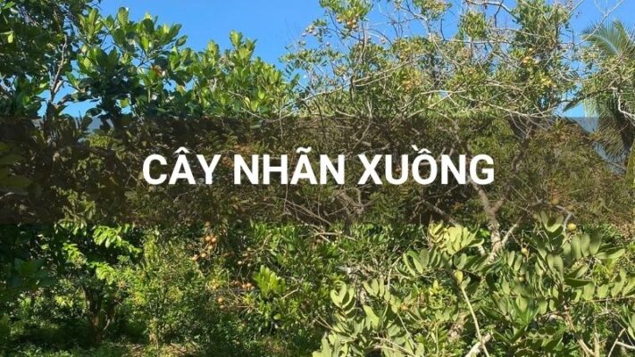 Cây nhãn xuồng