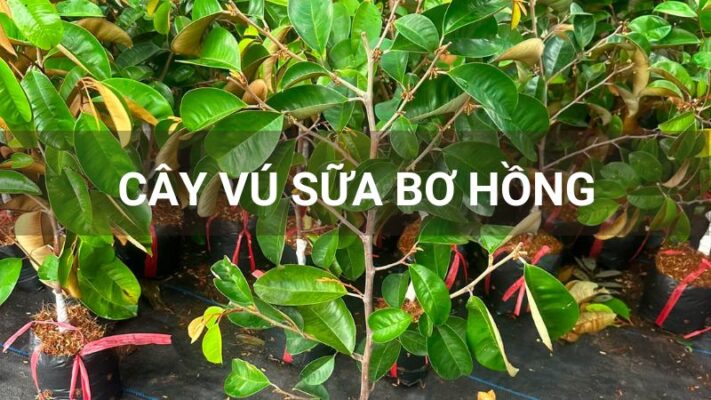 Cây vú sữa bơ hồng