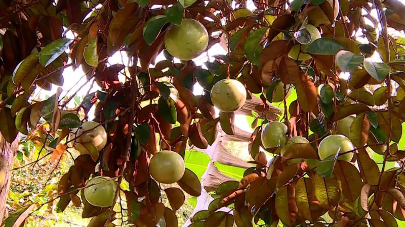 Cây vú sữa bơ hồng trong mùa thu hoạch