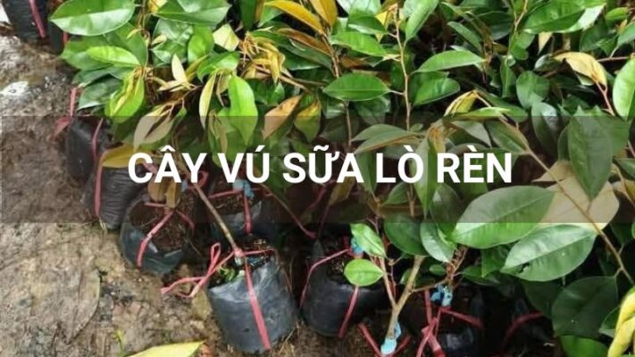 Cây vú sữa lò rèn