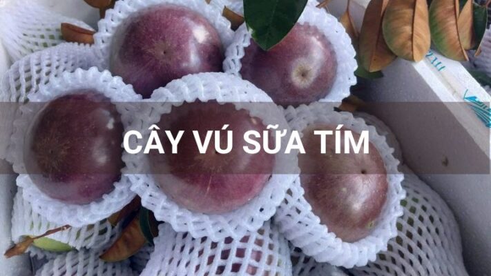 Cây vú sữa tím