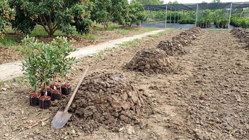Chuẩn bị đất và khoảng cách trồng nhãn xuồng