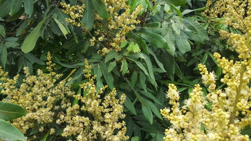 Chùm hoa nhãn xuồng bung nở đồng loạt trên cành