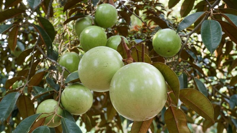 Hình ảnh vú sữa lò rèn chín rộ, căng bóng trĩu nặng trên cành