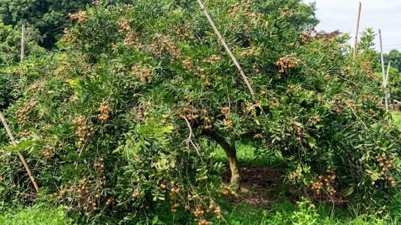 Đặc điểm cây nhãn xuồng
