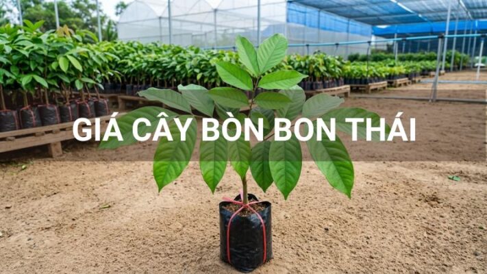 Giá cây bòn bon thái