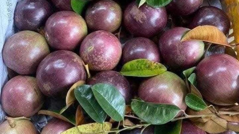 Giống vú sữa tím Mica