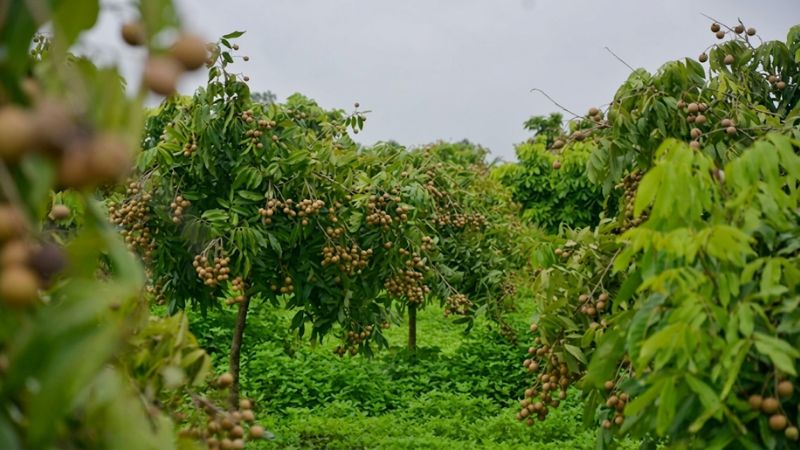 Khoảng cách trồng cây nhãn xuồng
