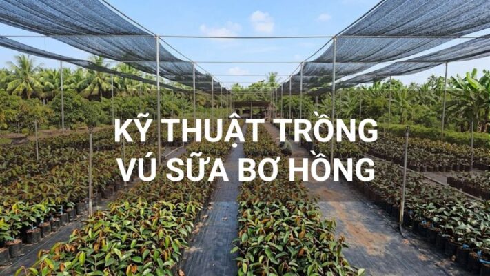 Kỹ thuật trồng vú sữa bơ hồng