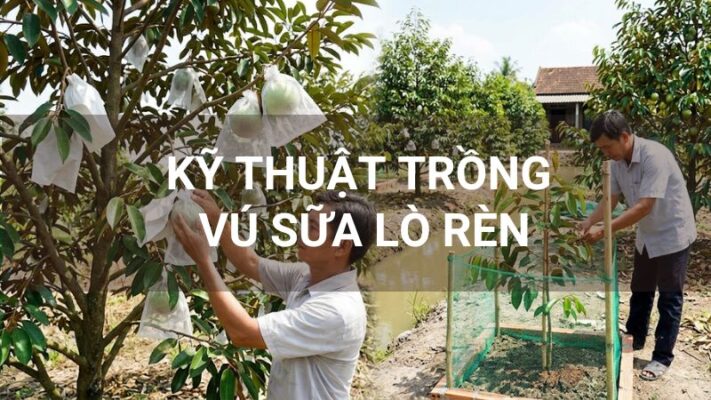 Kỹ thuật trồng vú sữa Lò Rèn